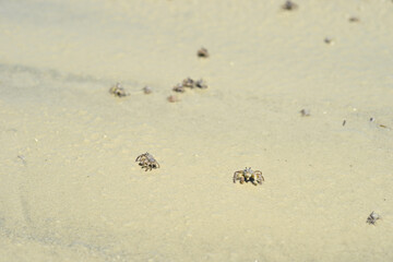 Tropical crabs on African beach running and digging holes under the sand