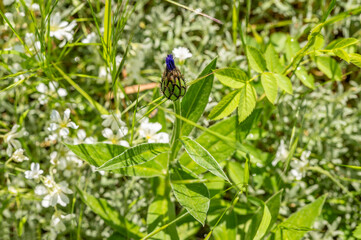 Knospe der Kornblume im Sommer