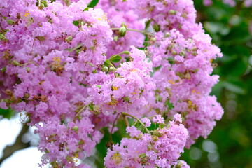 ピンクの百日紅