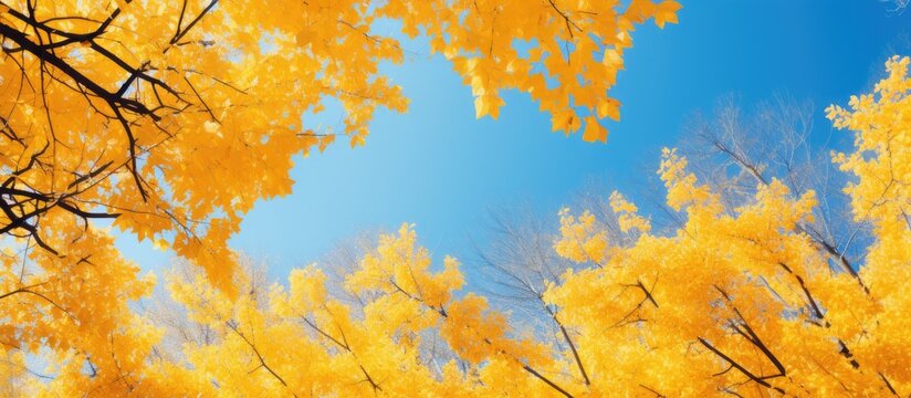 A vibrant image showcasing yellow autumn leaves on trees captured from a low angle perspective with a serene blue sky as the backdrop Copy space image