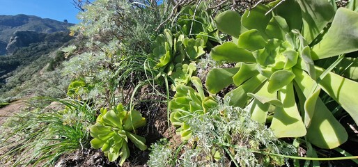 Aeonium cuneatum is a succulent plant that forms large, stemless rosettes of smooth, green leaves with a grayish coating on the upper surface, which is easily rubbed off. Aeonium cuneatum is native to