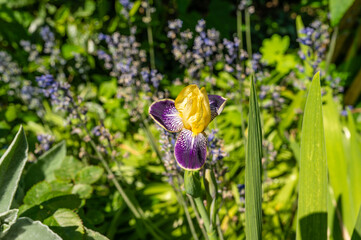 Blühende Iris / Schwertlilie in gelb und lila im Sommer