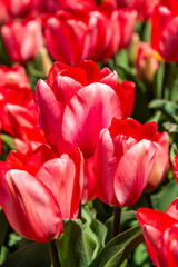 Fototapeta premium Tulip Fields in Spring