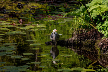 Grey Heron , wildlife in Ireland