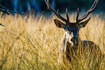cerf élaphe
