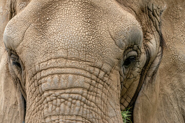 Close up of and African Elephant