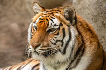 Bengal Tiger