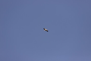 Crane in the blue sky.