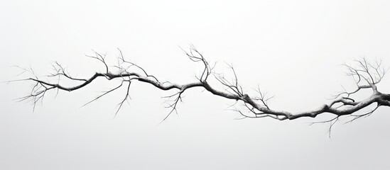 The image shows a branch extending into the sky with a white background. Copy space image. Place for adding text and design