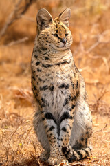 Obraz premium Wild Serval Cat