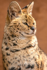 Wild Serval Cat