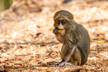 DeBrazza's Monkey Baby