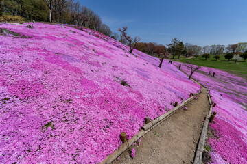 北海道　芝桜　紫　遠軽　太陽の丘公園　花