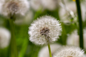 Dandelion close-up on a green background