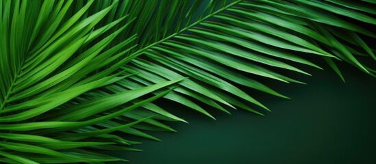 Obraz premium The picture shows a captivating green background adorned with vibrant palm branches providing ample copy space for text placement