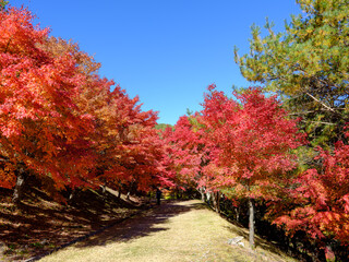 もみじ湖(箕輪ダム)の紅葉