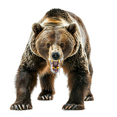 Brown grizzly bear front view isolated on white background.