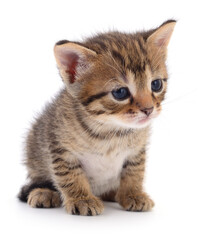 Kitten on white background.