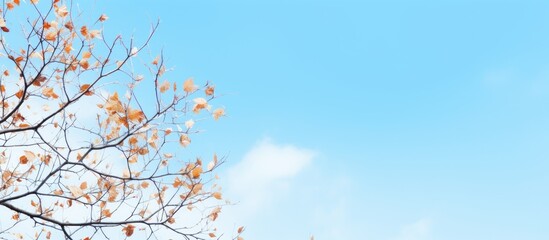 Copy space image of winter tree branches adorned with fallen leaves against a backdrop of blue sky