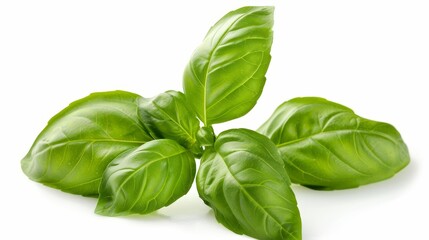Obraz premium Fresh organic basil leaves. Isolated on white background