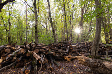 Many logs are harvested in the forest.
