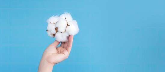 Isolated hand holding cotton flower ball on blue background with copy space image
