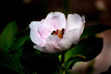  peony blossom in the garden
