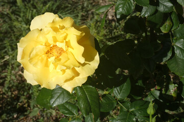 Rosa