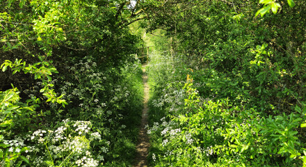 Narrow path through a countryside trail leading to a wooden bridge. Lots of foliage and plants.