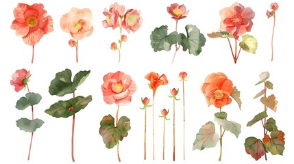 Colorful Blossoming Flowers in Botanical Arrangement