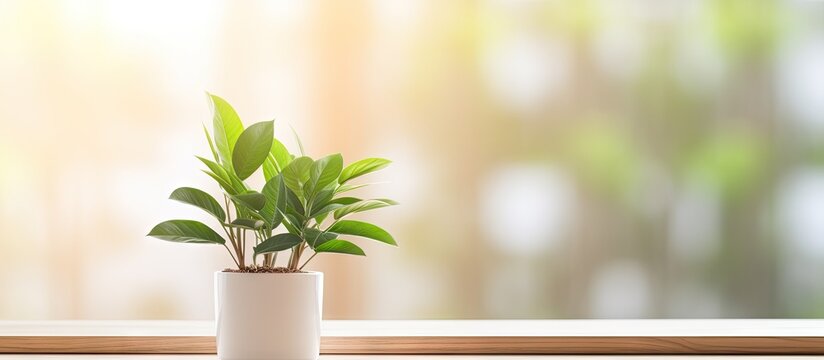 A fresh green plant with big leaves sits in a white vase on a wooden floor There is a laptop nearby creating a work from home environment This copy space image promotes eco friendly concept and tech