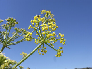 Ferula