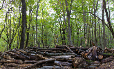 Many logs are harvested in the forest.