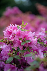 flowers in the garden