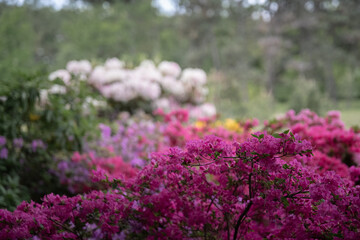 Obraz premium flowers in the garden