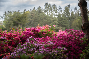 Obraz premium flowers in the garden