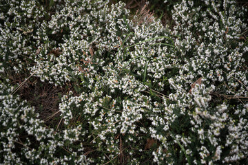 flowers in the garden