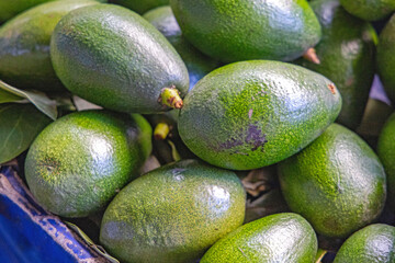 Bunch of Green Avocados Vegetables Close Up