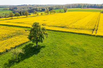 A bird's eye view of blooming rapeseed fields in Taunus/Germany on a sunny spring day