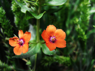 Obraz premium Fiore selvatico