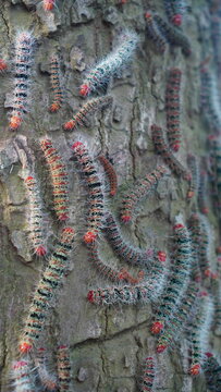 caterpillar of the moth Cricula trifenestrata