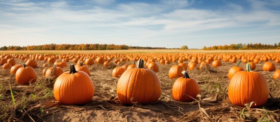 Field filled with ripe orange pumpkins offering ample copy space image