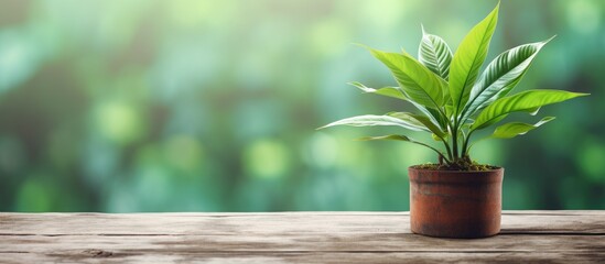Close up of a green plant placed on top of an aged wooden table with ample copy space in the image - Powered by Adobe