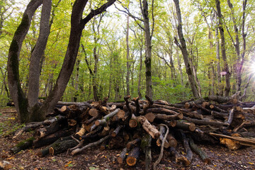 There is a lot of firewood in the forest.