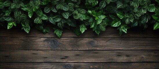 A top down view of lush green leaves on a rustic wooden background providing ample space for additional images or text