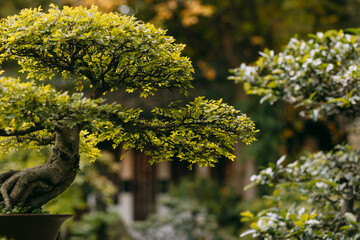 Bonsai, garden, closeup, foliage, nature, asian plant, gardening, spring, summer, autumn, background 