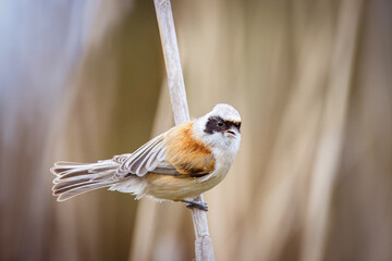Eurasian penduline tit (Remiz pendulinus) sits on a dry reed and looks toward the camera lens and...
