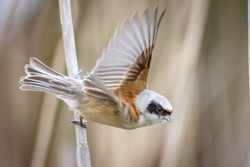 Eurasian penduline tit (Remiz pendulinus) sits on a dry reed and waves by its wings toward the camera lens on a sunny spring day with a beige background and copyspace.