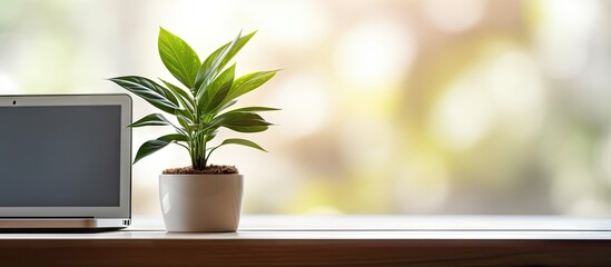 A fresh green plant with big leaves sits in a white vase on a wooden floor There is a laptop nearby creating a work from home environment This copy space image promotes eco friendly concept and tech