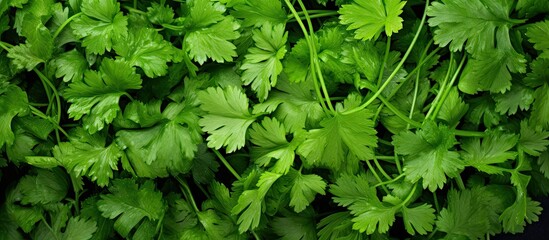 An abundance of recently harvested coriander with ample copy space image